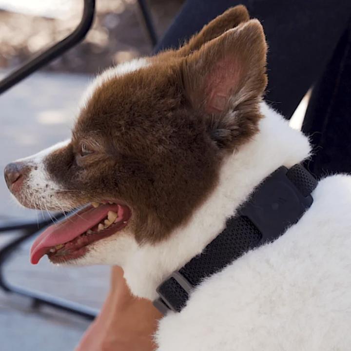 Actual product image Case-Mate AirTag Dog Collar Mount