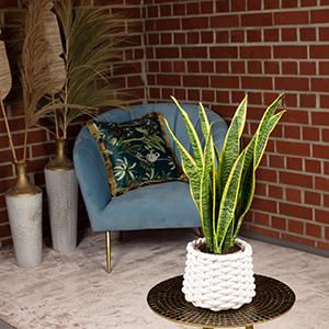 Actual product image Flowerbox Set of 5 Bogenhanf - Sansevieria trifasciata Laurentii (35 cm)