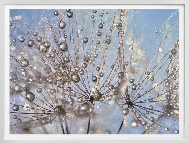 Actual product image Trenddeko Water drop in the dandelion (50 x 40 cm)
