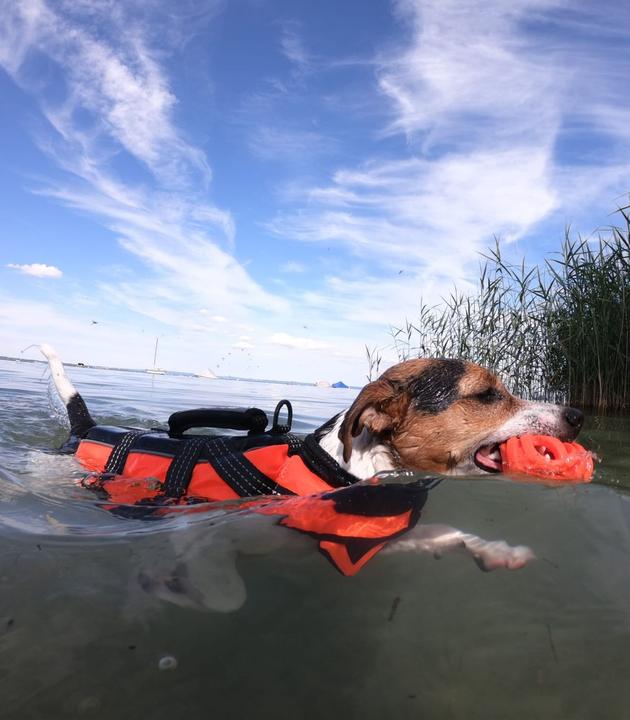 Actual product image Rukka Safety Life Vest (XS, Dog vest)