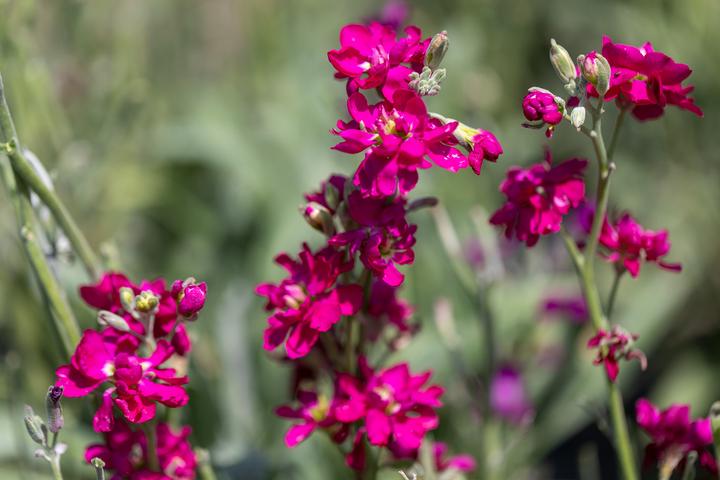 Image du produit Zollinger Bio Levkoje, Mélange multicolore (plante annuelle) (Plante bulbeuse)