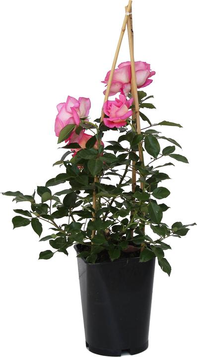 Zulauf Renaissance-Rose / Rosa (REN) 'Ghita'® (40 cm)