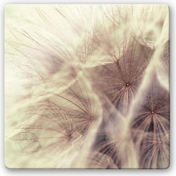 Produktbild Trenddeko Pusteblume Close Up (20 x 20 cm)