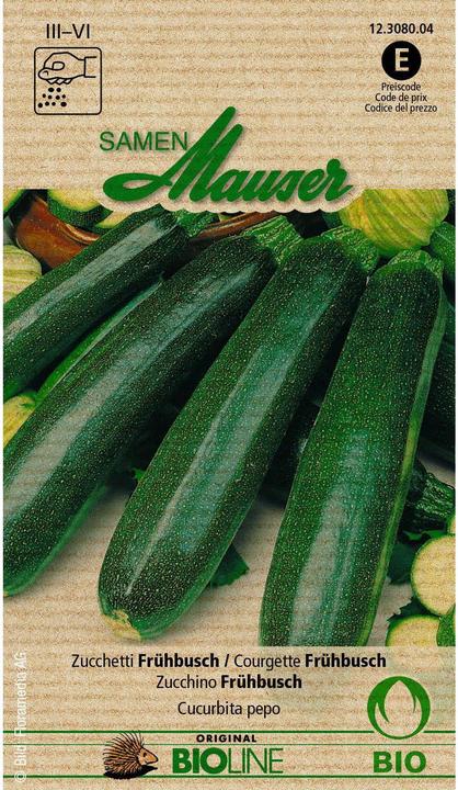 Bourgeon Courgette biologique Buisson précoce (Graines de légumes)