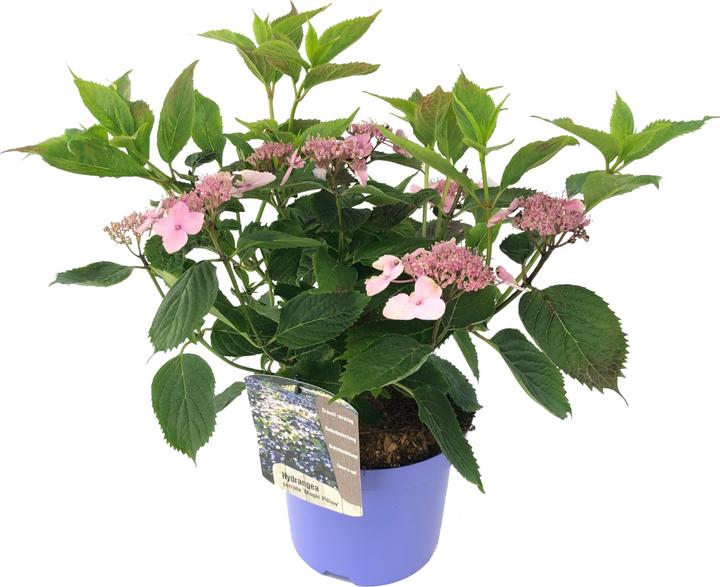 Produktbild Plant in a Box Hydrangea serrata 'Magic Pillow' - Hortensie (25 cm)