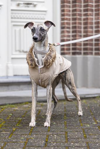 Immagine prodotto Designed by Lotte Cappotto per cani Philos (XL, Cappotto per cani)