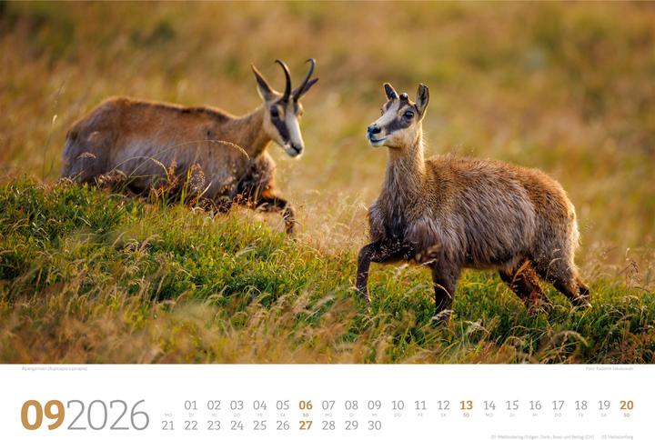 Actual product image Tierwelt Wald Kalender 2026 (45 x 33 cm, Hardcover, German)