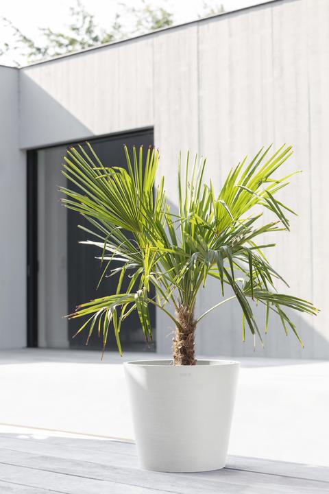 Image du produit Ecopots Amsterdam (20 cm)