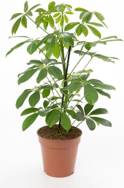 Produktbild VEG and the City Viru (Strahlenaralie Schefflera) (50 cm)