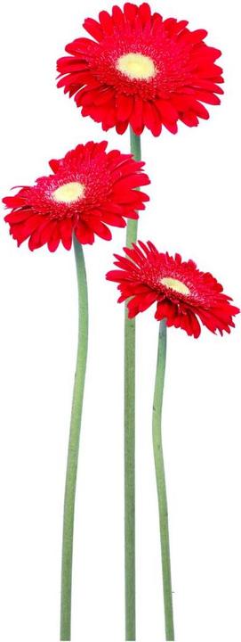Immagine prodotto Trenddeko Gerbera Bundle Rosso (30 x 80 cm)