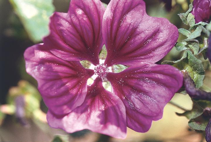 Actual product image Zollinger Bio Wild mallow, Mauritanian mallow (perennial) (Flower seeds)