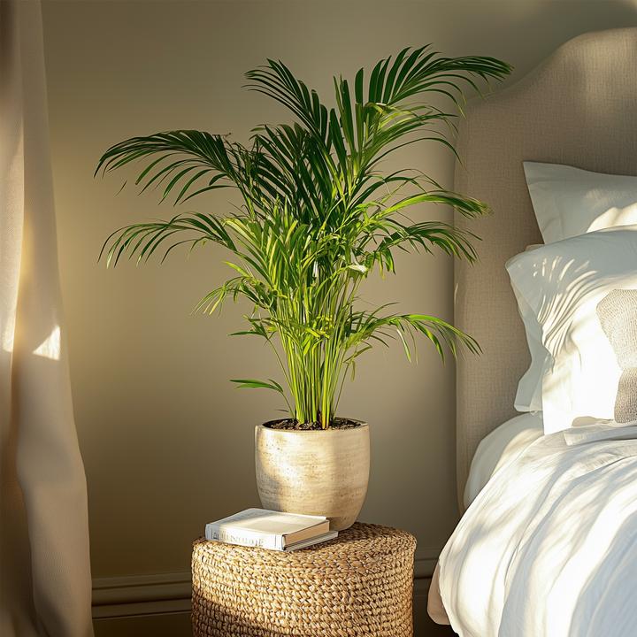 Produktbild Plant in a Box Dypsis Lutescens - Areca Goldfruchtpalme (100 cm)