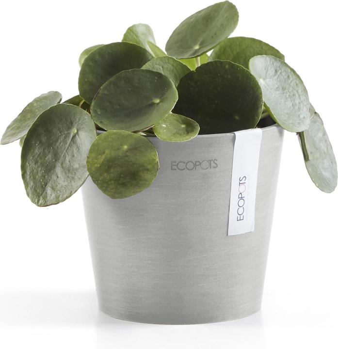 Produktbild Ecopots Amsterdam Mini (13 cm)