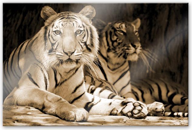 Actual product image Trenddeko Two Royal Bengal tigers (120 x 75 cm)