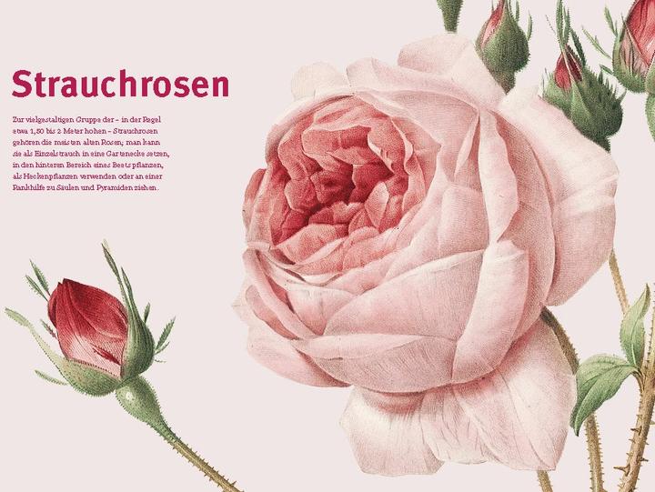 Immagine prodotto Historische Rosen (Tedesco, Sofia Cieco, Biblioteca di Stato di Berlino, 2023)