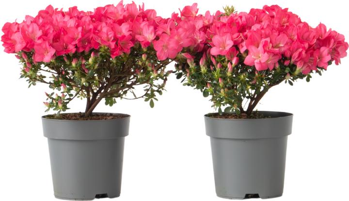 Plant in a Box Rhododendron azalea 'Anouk' - set of 2 azaleas (25 cm)