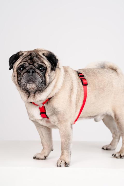 Actual product image Chaba CH SZELKI GUARD M (P)25-40 (D)35-55X2CM CZERWONE 5067 (M, Dog, General, Walks)