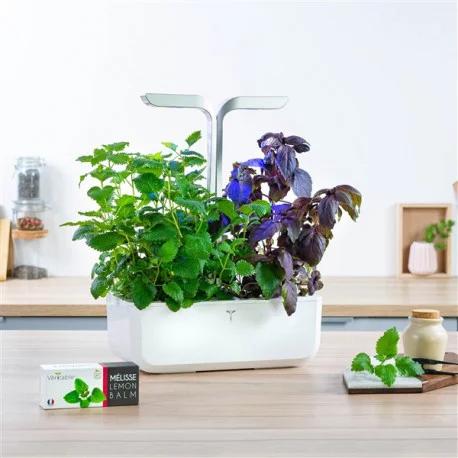 Immagine prodotto Véritable Menta piperita biologica (Semi di erbe)