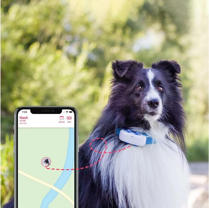 Produktbild Tractive Dog 4 GPS Tracker für Hunde (One Size, Hund, Allgemein)