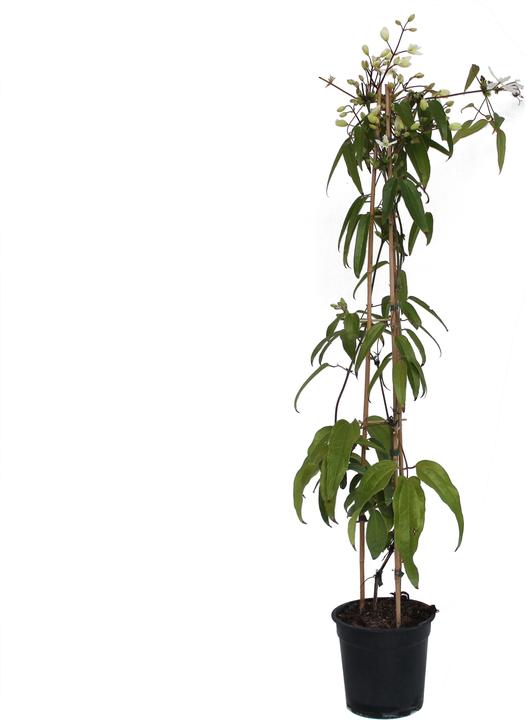 Zulauf Immergrüne Waldrebe / Clematis armandii (80 cm)