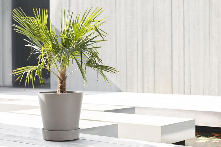 Immagine prodotto Ecopots Piattino su ruote