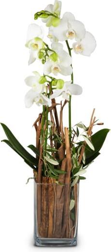 Immagine prodotto Fleurop Magia (Orchidea) con vaso