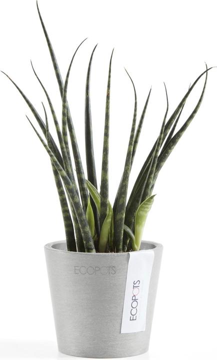 Produktbild Ecopots Amsterdam Mini (8 cm)