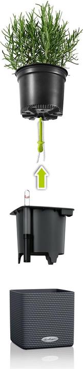 Image du produit Lechuza Green Wall Home Kit (15 cm)