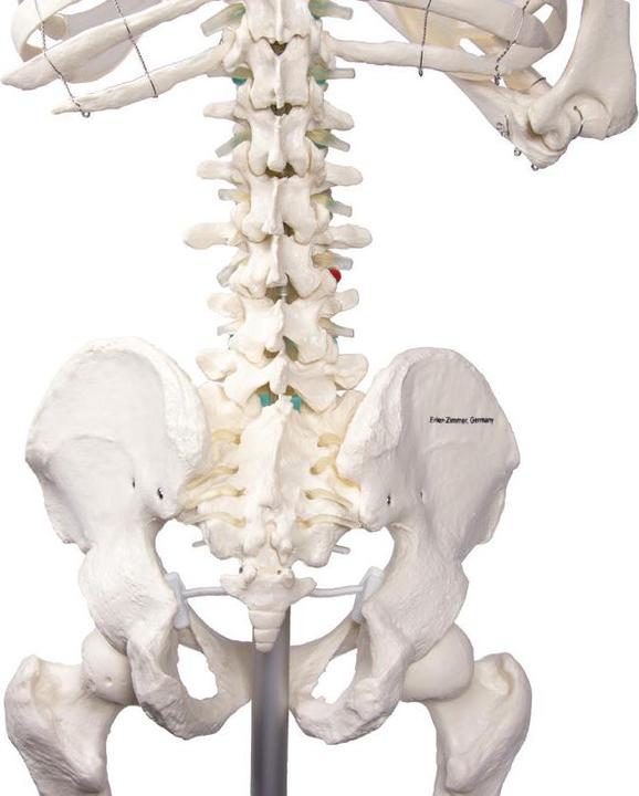 Actual product image Erler Zimmer School Skeleton Oscar
