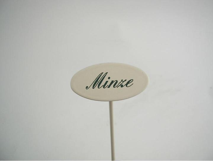 Spice plug mint (20 cm)