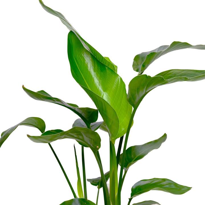 Actual product image VEG and the City Alice (55 cm)