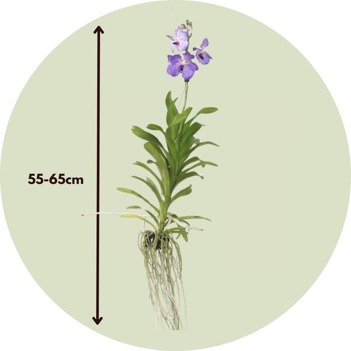 Produktbild Plant in a Box Vanda New Blue - Orchidee (55 cm)