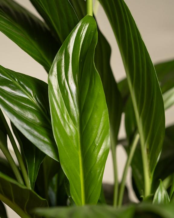 Actual product image feey Large monocots (75 cm, Freshly repotted)