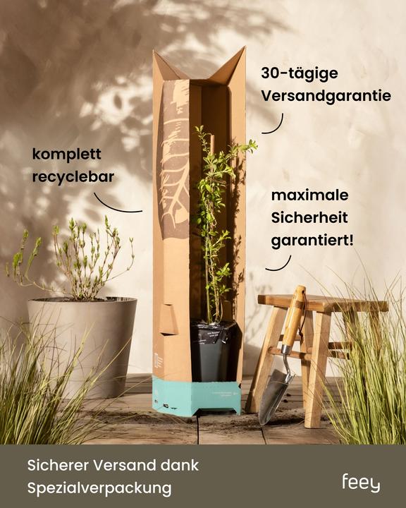 Actual product image feey Lavendel (15 cm, Animal friendly)