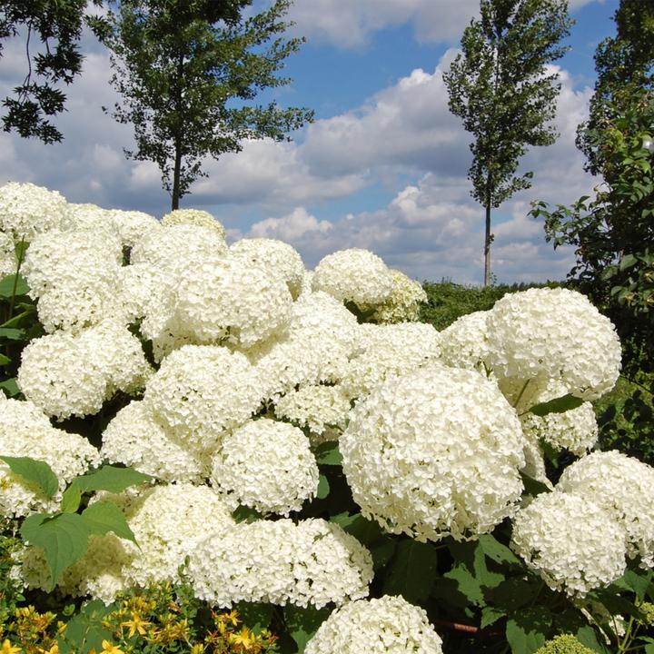 Produktbild Plant in a Box Hydrangea Strong Annabelle - Hortensie (30 cm)