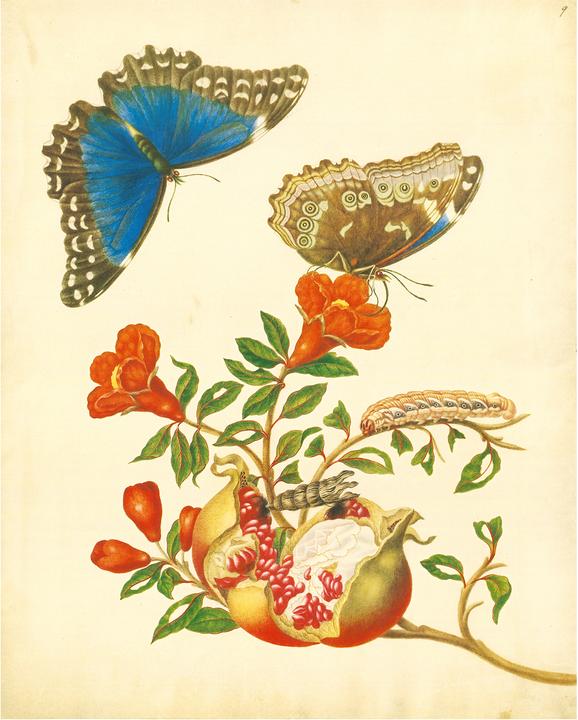 Immagine prodotto Maria Sibylla Merian - St. Petersburger Aquarelle (Jubilumsausgabe) (Tedesco, Merian, MariaSibilla, 2025)