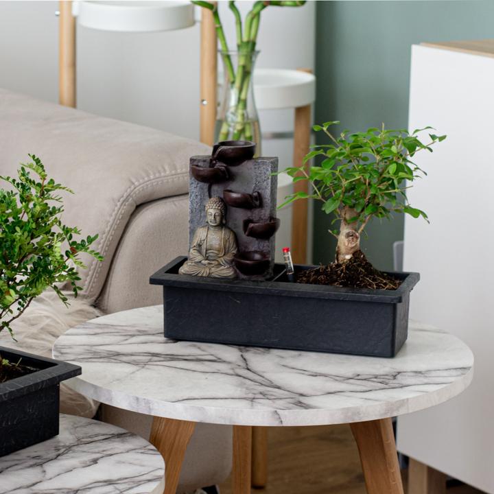 Produktbild Plant in a Box Bonsai Ligustrum, Carmona, Ficus Retusa, Syzygium, Sageretia - 2er Set Bonsai Wassersystem Buddha (25 cm)