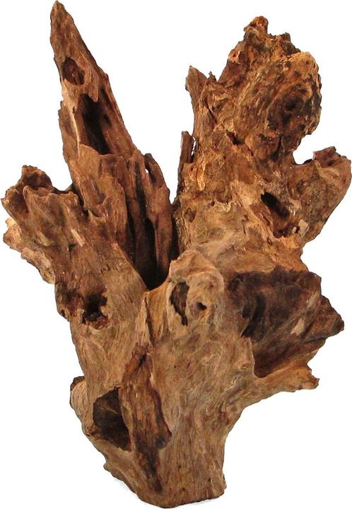 Orbit Radice di Barico, piccola, 20-25cm (Decorazione, Fondamenti)