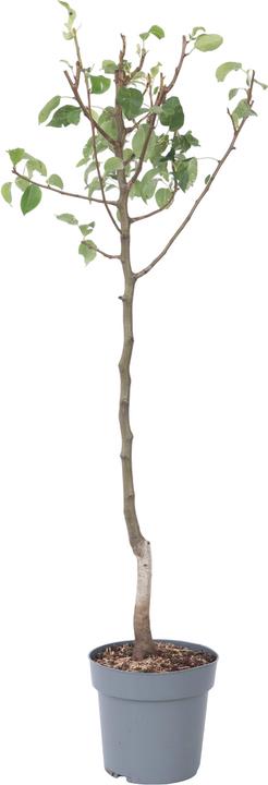 Immagine prodotto Plant in a Box Pyrus communis 'Conference' - Pero (90 cm)