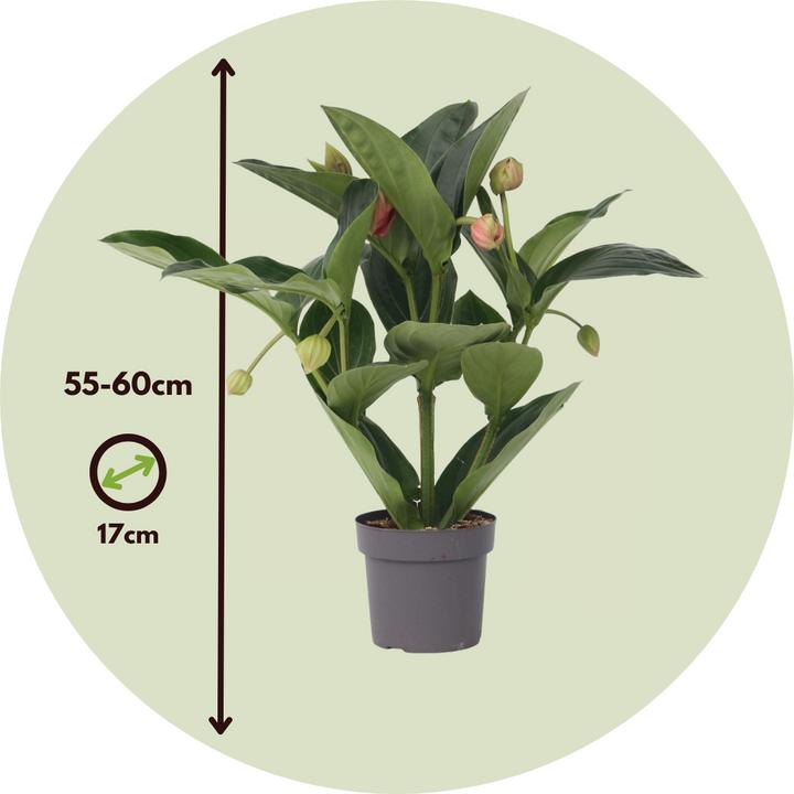 Produktbild Plant in a Box Medinilla magnifica - Rosenmedinilla (55 cm)
