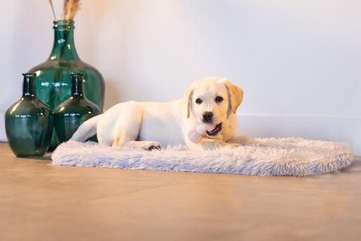 Image du produit Beeztees Haltère dentaire (Jouet à mâcher pour chien)
