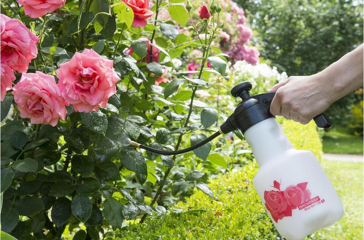 Image du produit Birchmeier Étoile de rose 1,25 (1.25 l)
