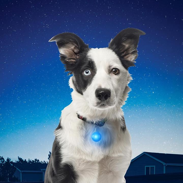 Produktbild Nite Ize SpotLit LED (Hund)