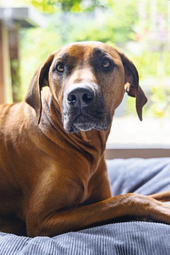 Immagine prodotto Beeztees Bz Riposo Ortopedico Cush Veo Dgrey 100x70 (Cane)