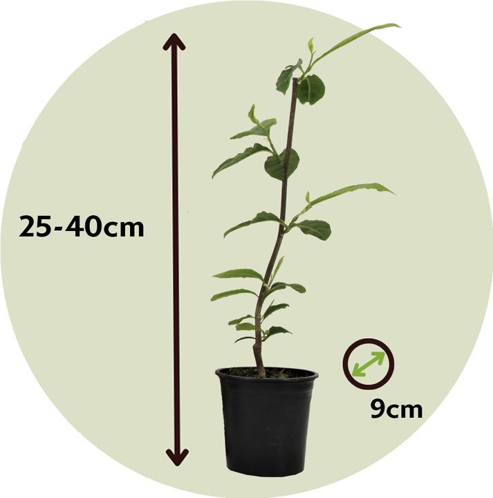 Produktbild Plant in a Box Magnolia susan, soulangeana, stellata (25 cm)