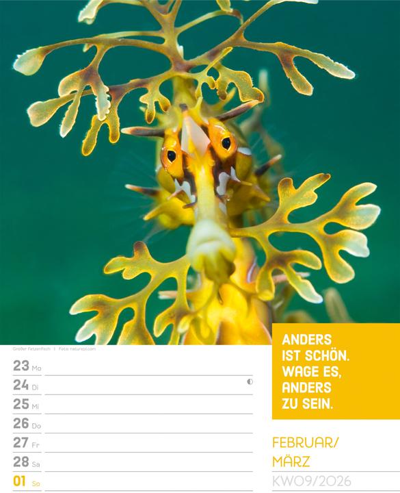 Produktbild Tierisch! Sprüchekalender - Wochenplaner Kalender 2026 (25 x 33 cm, Deutsch)
