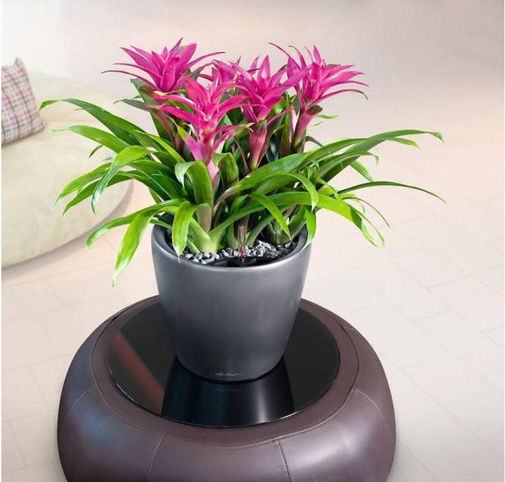 Actual product image Lechuza Classico (28.50 cm)