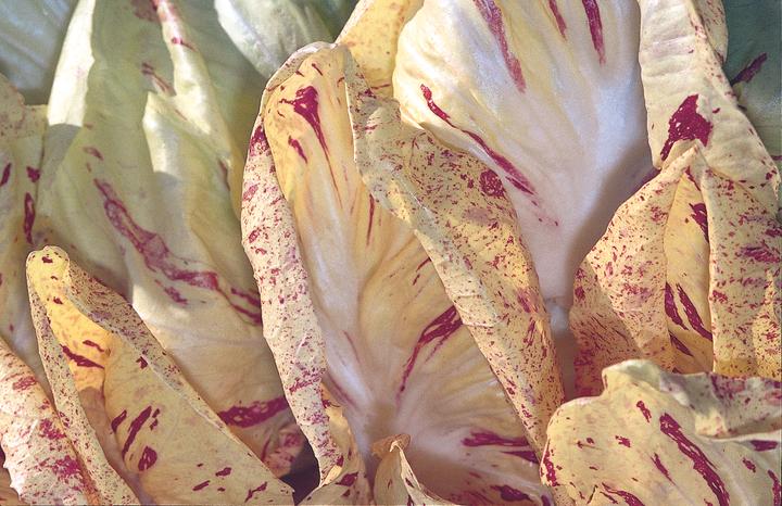 Produktbild Zollinger Bio Kopfzichorien (Radicchio), Castelfranco Di Luisa (Keimlinge)