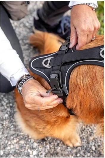 Produktbild Curli Geschirr Magnetic Belka Comfort (L, Hund, Allgemein)