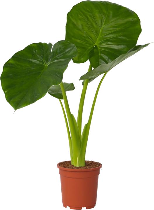 Immagine prodotto Plant in a Box Alocasia Odora - Orecchio di elefante grande (55 cm)